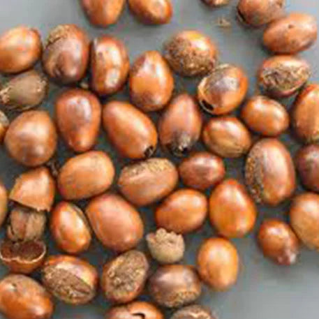 Beurre de Karité Bio - ingrédient actif du Baume Masoala® Enatae