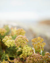 Charger l'image dans la galerie, SUBLIME NUIT - Baume Nocturne Rénovateur de Peau Phytomer 50ml