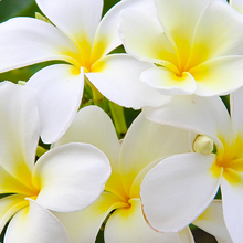 Charger l'image dans la galerie, BAIJA - Fluide Solaire SPF50+ Moana Visage et Corps - format familial 150 ml ou 50 ml