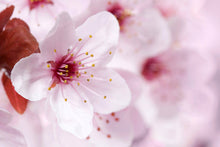 Charger l'image dans la galerie, Rituel anti-âge jeunesse Beauvais