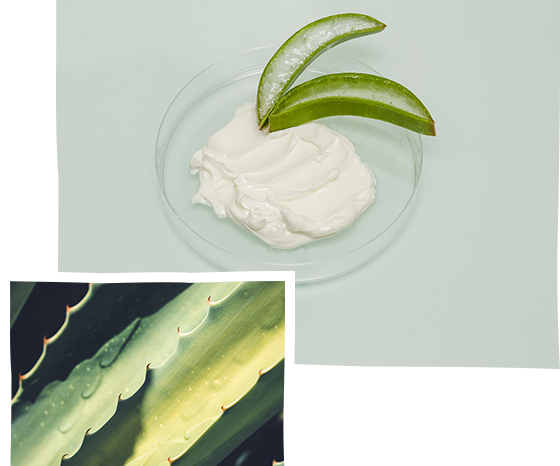 Shampoing Aloe Vera Bio sans sulfate 250 ml