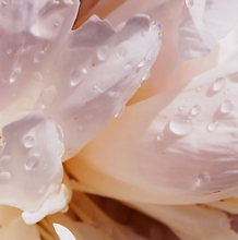 Charger l'image dans la galerie, Rosée Soin - huile sèche éclat visage - PHYTOMER 30 ml